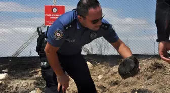 Atış poligonunda çıkan yangında kaplumbağayı yanmaktan polisler kurtardı