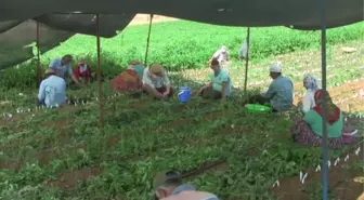 BALIKESİR - Bandırma'nın meşhur ceviz fidanları aşılanmaya başlandı