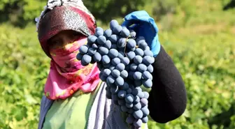 Cimin üzümü tezgahtaki yerini almaya başladı