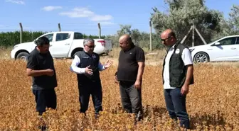 Doğal Bir Şifa Kaynağı Olan Aspir'in Hasadı Yaklaşıyor