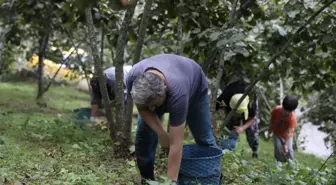 Karadeniz Bölgesi'nde fındık hasadı sürüyor