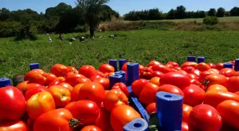 Çanakkale'de domates hasadı sancılı başladı: Tarlada ucuz, zincir marketlerde 10 katına satılıyor