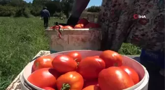 Çanakkale'de domates hasadı sancılı başladı: Tarlada ucuz, zincir marketlerde 10 katına satılıyor