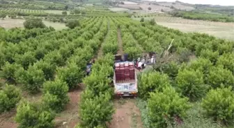 Hasat mesaisine başlayan şeftali üreticisinin yüzü gülüyor