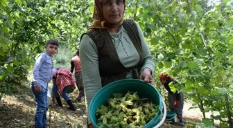 Fiyatı açıklanan fındıkta hasat heyecanı