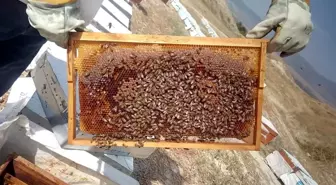 Kuraklık ve aşırı sıcak bal üretimini vurdu
