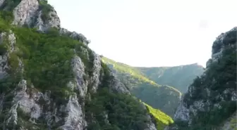 Arnavutluk'un 'çiçek açan' endüstrisi: Tıbbi ve aromatik bitkiler