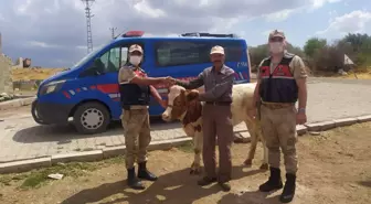 Kilis'te kaybolan buzağıları jandarma buldu