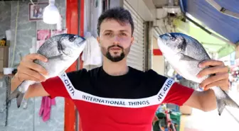 Palamut yüz göstermedi