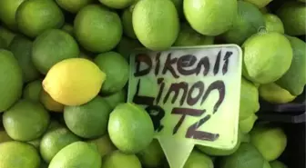 Turunçgilde yeni sezon erkenci limon hasadıyla başlıyor