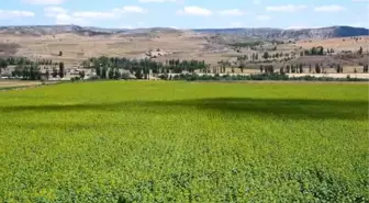 Ayçiçeği tarlaları sarı ve yeşil tonlarıyla görsel şölen sunuyor