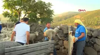 Son dakika haber! YANGIN MAĞDURU MANAVGAT'TAKİ KÖYLÜLERE ALİAĞA'DAN CANLI HAYVAN DESTEĞİ