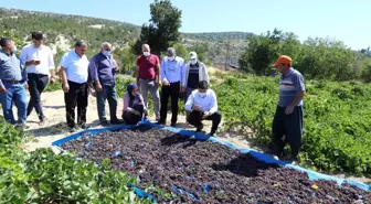 Gülnar'da kişniş üzümü hasadı başladı