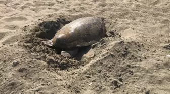 Mersin kumsalı, dünyada çok nadir görülen bir olaya ev sahipliği yaptı