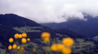 Ardahan-Artvin arasındaki tepelerde oluşan sis güzel manzaralar oluşturdu