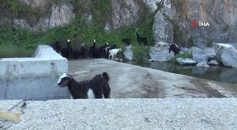 Konya'ya göç eden Manavgatlı besicinin hayvanlarını yanmaktan kurtardı