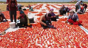 'Akça kadınlar' hem üretiyor hem ihraç ediyor