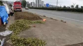 KARADENİZ SAHİL YOLU'NA FINDIK SEREN ÜRETİCİLER, GÜNEŞİ BEKLİYOR