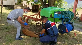 Samsun'da yaralı bulunan karaca milli parklar görevlilerine teslim edildi