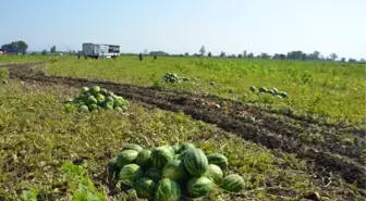 SICAKLAR NEDENİYLE BAFRA KARPUZUNDA YANMALAR OLUŞTU, HASAT HIZLANDIRILDI