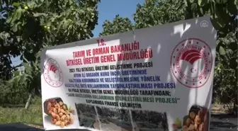 Hasatta file örtü kullanımı ile incirde kalitenin korunması amaçlanıyor