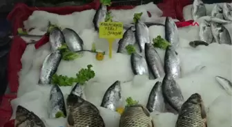 SEZON ÖNCESİ BALIKÇILARIN GÖZÜ ÇİNGENE PALAMUDUNDA