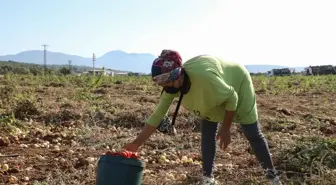 Tarlada kalmadı Bucalı kadınlar kazandı