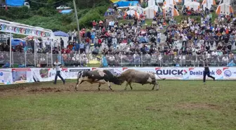 Boğa güreşleri ilgi gördü