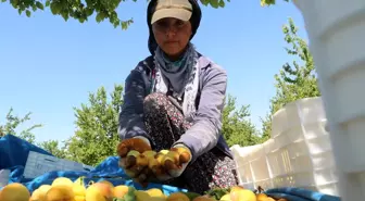 Malatyalılardan 'kayısı bizim' tepkisi