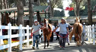 TİGEM tay satışından tek seferde 4 milyon 246 bin liralık gelir elde etti