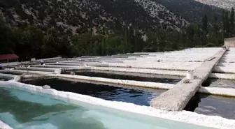 Kahramanmaraş'ta üretilen alabalık, 50'den fazla ülkeye ihraç ediliyor