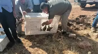 Şanlıurfa'da doğaya 1500 keklik salındı