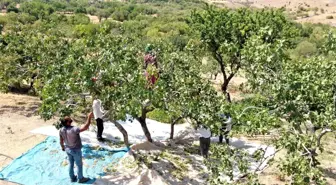 Bölgede yetişmez denileni üretti! 26 yıl önce hobi olarak diktiği fıstıklar ABD yolunda