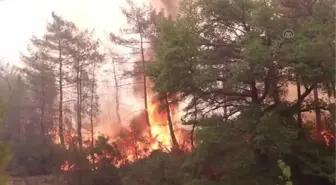 Orman yangınlarında zarar gören çam balı üreticilerinin yaraları sarılıyor