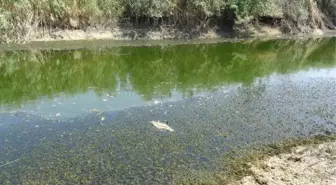 BÜYÜK MENDERES ESKİ YATAĞINDA KURAKLIK CANLILARI DA VURDU, BİNLERCE BALIK TELEF OLDU