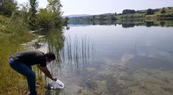 Kandıra'daki göletlere 64 bin yavru sazan bırakıldı