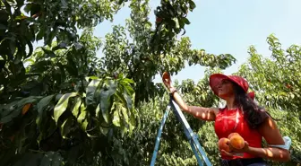 Dalda kalan meyveler 'iyilik' için hasat ediliyor