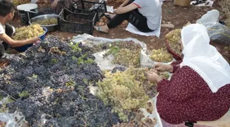 Gercüş'te kuru üzüm çeşitlerinin sergilenmesine başlandı