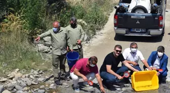 Gümüşhane'de bu yıl derelere 10 bin alabalık yavrusu bırakıldı