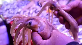 Kalamar haram mı? Diyanet fetvaları!