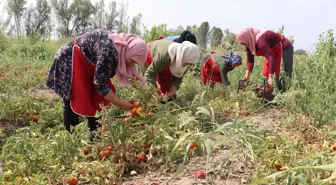 Iğdırlı kadınlar, kurdukları kooperatifle yöresel ürünlere değer katıyor