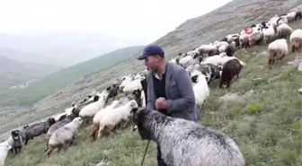 Karadeniz'in son sürü sahipleri