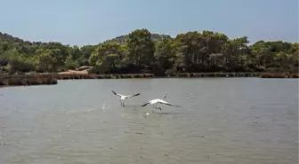 Noel Baba Kuş Cenneti'ne flamingolar bu yıl erken geldi