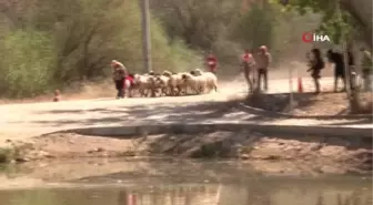 Asırlık gelenek başladı, kınalı koçlar suya atlamak için sıralandı