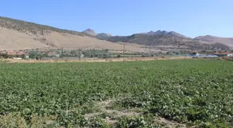 Karapınar'ın ham kavunları yurt dışına ihraç ediliyor