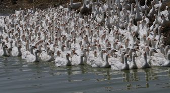 Hobi olarak 50 kazla başladı, taleplere yetişemiyor