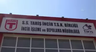 Tariş İncir Birliği alımlarına devam ediyor