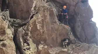 KAYALIKTA MAHSUR KALAN KEÇİ HALATLA ÇEKİLEREK KURTARILDI