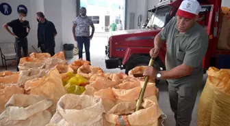 TMO'nun Ordu'da fındık alımı başladı