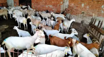 Kaybolan koyunları çalındı sandı